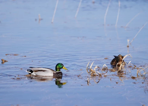 Pīles pārplūdušajās Svētes palienas pļavās.
