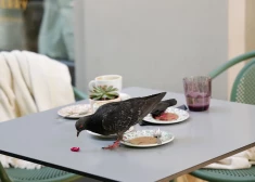 Putnu gripas vīruss pēdējās sezonās arvien vairāk apdraud cilvēkus