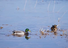 Туман рассеется, тепло останется: синоптики о погоде на среду