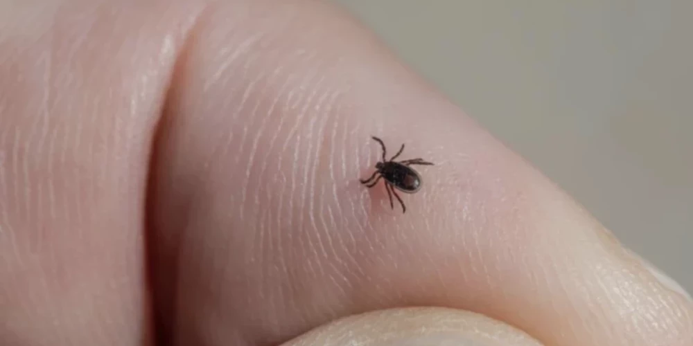 Клещи проснулись, медики призывают вакцинироваться.