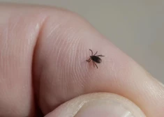 Не медицинский, а политический вопрос: почему вакцина от клещевого энцефалита в Латвии до сих пор платна?