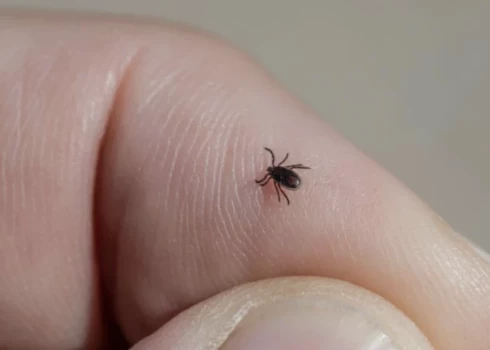 Клещи проснулись, медики призывают вакцинироваться.