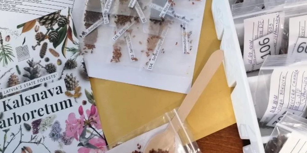 LVM arborētumā Kalsnavā gatavo dīgšanai dažādu retu augu sēklas. 