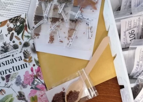 LVM arborētumā Kalsnavā gatavo dīgšanai dažādu retu augu sēklas.