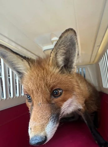 Rudā kažoka īpašniece tika nogādāta mežā un palaista brīvībā.