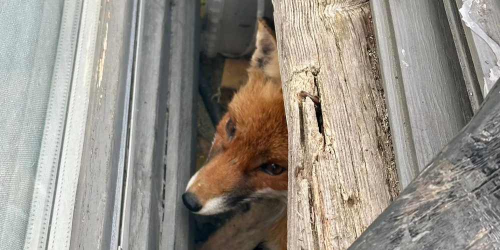 Ādažu novada pašvaldības policija izglābusi nelaimē nonākušu lapsēnu.