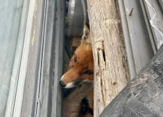 Likumsargi Ādažu novadā izglābuši nelaimē nonākušu lapsu. FOTO