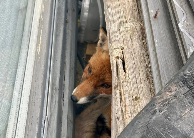 Likumsargi Ādažu novadā izglābuši nelaimē nonākušu lapsu. FOTO