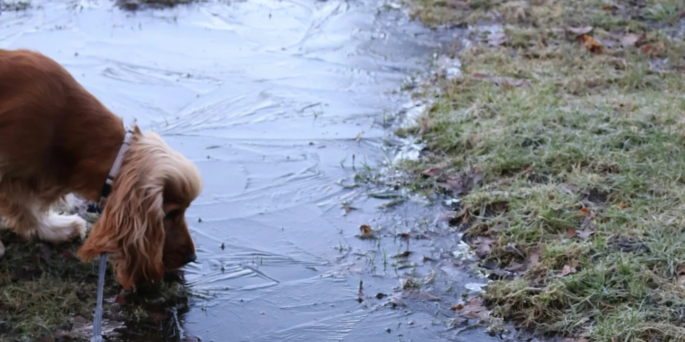 Naktī gaisa temperatūra daudzviet noslīdēs zem nulles.