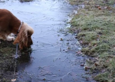 В ночь на четверг во многих местах температура опустится ниже нуля