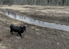 Dunduru pļavās konstatēti 30 dzīvnieku līķi; Dabas aizsardzības pārkāpumi nav fiksēti