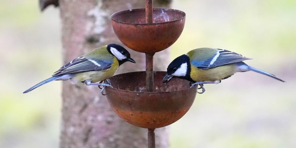 Ceturtdien gaiss iesils līdz +12 grādiem.