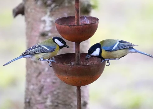 Ceturtdien gaiss iesils līdz +12 grādiem.