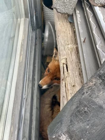 Šīs nedēļas vidū pamatīgu izbīli pārdzīvoja kāds lapsas kūmiņš, kurš iesprūda kādas privātmājas saimniecībā.