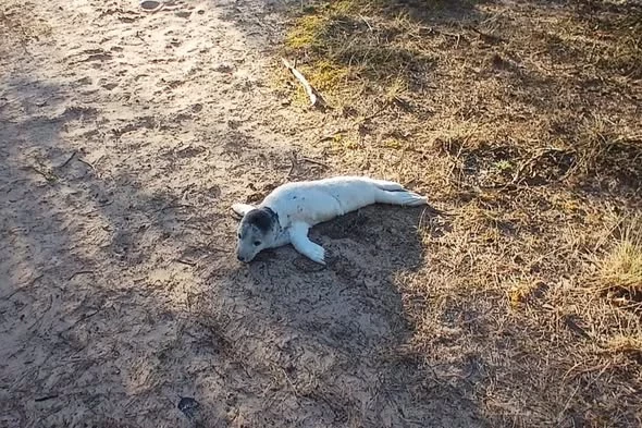 Vārves pagasta Cirpstenē uz vecā tanku ceļa bija apmaldījies ronēns. Viņu no “krievu tanku” iebrauktajām sliedēm nocēla pašvaldības policisti.