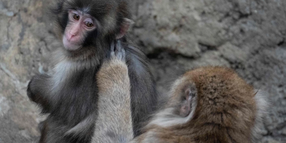 Septiņus mēnešus vecais Pančs.