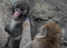 Neticami! Mazais pērtiķēns Pančs atradis sev draudzeni