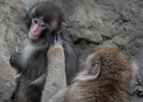 Septiņus mēnešus vecais Pančs. 