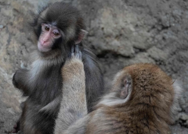 Neticami! Mazais pērtiķēns Pančs atradis sev draudzeni