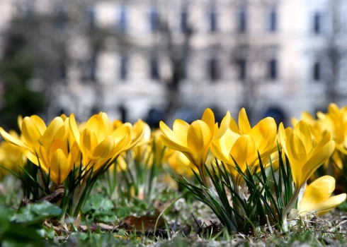 Piektdien laiks skaidrosies un uzspīdēs saule.