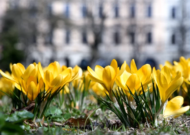 Piektdien Latvijā uzspīdēs saule un sāksies astronomiskais pavasaris