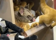 Kāpēc tā mantiņa kustas? Veikala apmeklētāju Austrālijā pārsteidz negaidīts skats. VIDEO