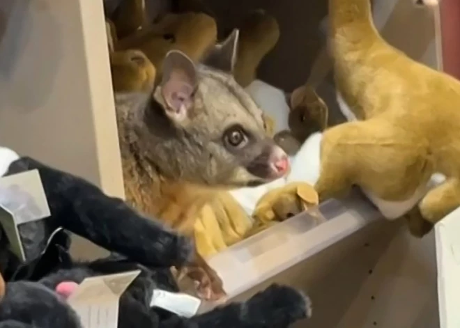 Kāpēc tā mantiņa kustas? Veikala apmeklētāju Austrālijā pārsteidz negaidīts skats. VIDEO