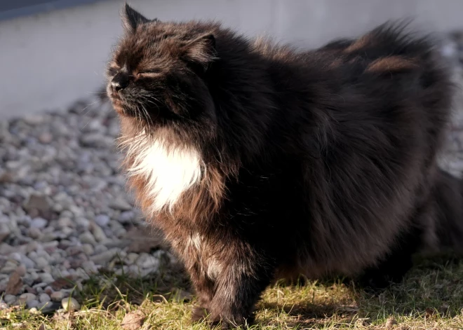 Kāds laiks būs aprīlī? Dabas pētnieka prognozes