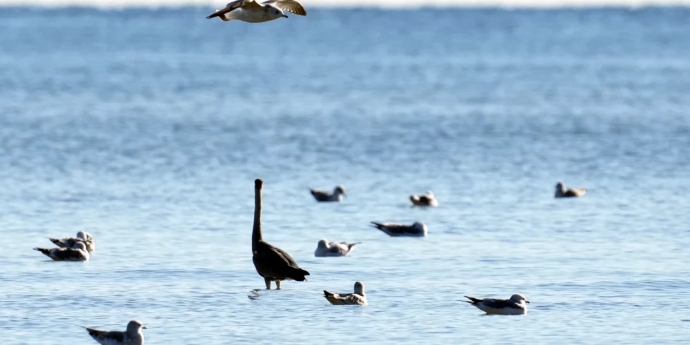 Piektdiena gaidāma pārsvarā saulaina. 
