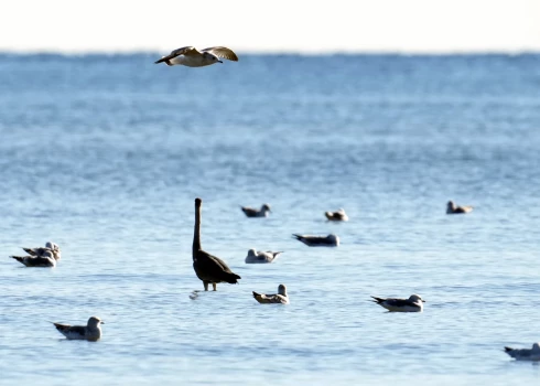 Piektdiena gaidāma pārsvarā saulaina. 