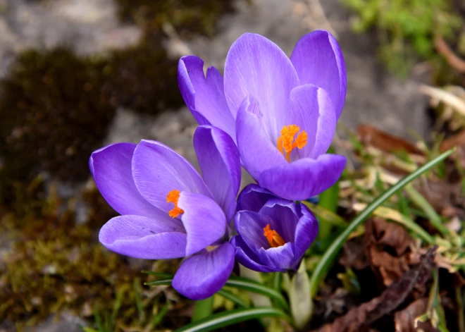 Sāksies astronomiskais pavasaris