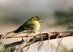 Latvijā gaidāmas dzestras naktis un pavasarīgi siltas pēcpusdienas