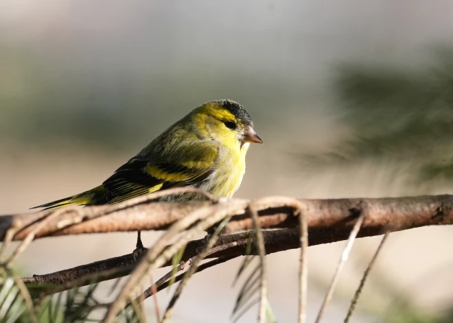 Latvijā gaidāmas dzestras naktis un pavasarīgi siltas pēcpusdienas