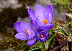 В Латвии начинается астрономическая весна