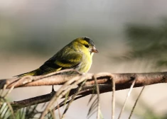Выходные в Латвии будут солнечными, но затем погода изменится: возможны град и мокрый снег