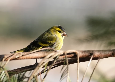 Ожидаются холодные ночи и по-весеннему теплые дни.