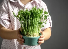 Pašu audzēti un plūkti zaļumi - kāpēc pavasarī vajag iekļaut dīgstus bērnu ēdienkartē