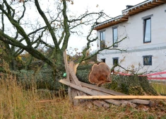 Nozāģētā Mārupes dižozola stumbram būs jāpaliek savā vietā