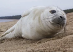 Ko darīt ar roni liedagā?