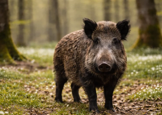 Obligāti izmeklēs nomedītās meža cūkas