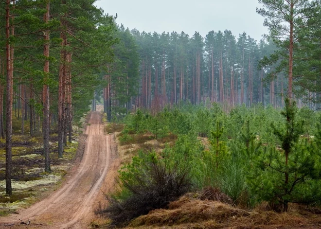 Mežu lielvalsts Latvija – ko par to saka statistika