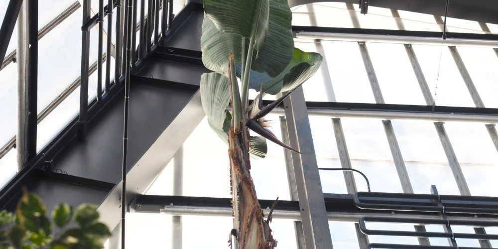 LU Botāniskā dārza Palmu mājā uzziedējusi Nikolaja strelīcija. 