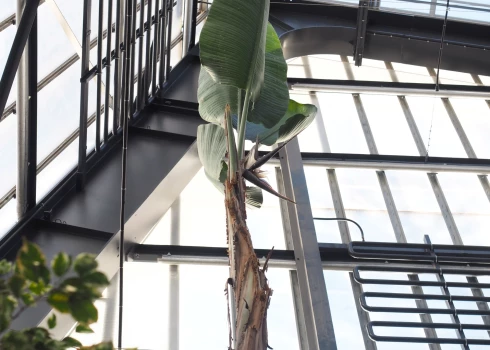 LU Botāniskā dārza Palmu mājā uzziedējusi Nikolaja strelīcija. 