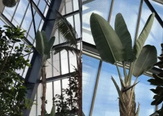 ВИДЕО: в Ботаническом саду ЛУ расцвело одно из самых впечатляющих растений коллекции