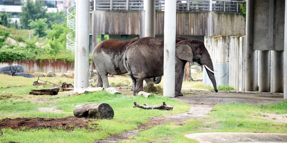 Вице-мэр Риги пообещал сделать все возможное для возвращения слонов в зоопарк.