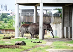 В Рижский зоопарк хотят вернуть слонов: вице-мэр сделал громкое заявление