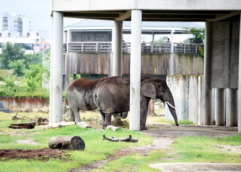 Вице-мэр Риги пообещал сделать все возможное для возвращения слонов в зоопарк.