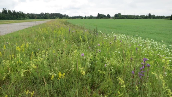 Daudzu dabisko zālāju augu un kukaiņu sugu dzīvotne un izplatīšanās koridors platā šosejas ceļmalā (Dundaga–Talsi). Foto: S. Rūsiņa