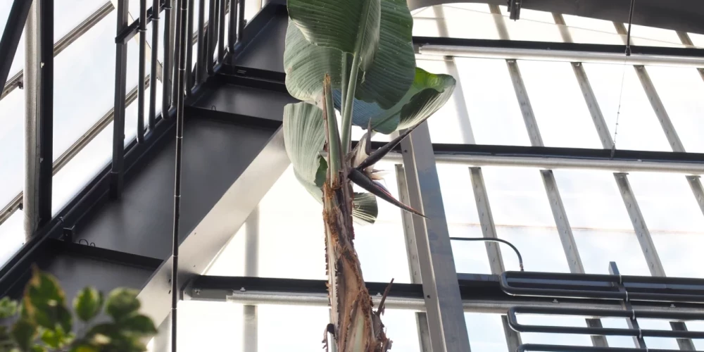 В обновленном Пальмовом доме ЛУ расцвело экзотическое растение с необычным названием.