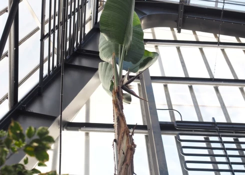 В обновленном Пальмовом доме ЛУ расцвело экзотическое растение с необычным названием.